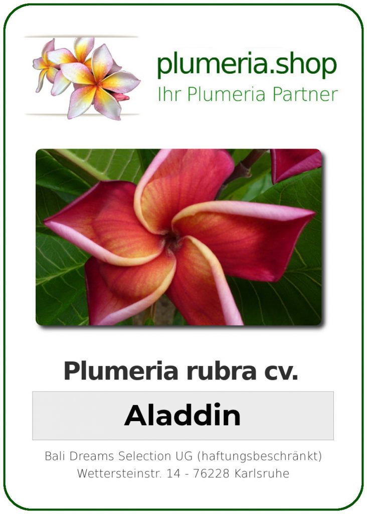 Plumeria rubra "Aladdin"