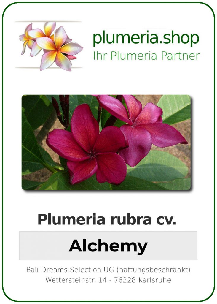 Plumeria rubra "Alchemy"