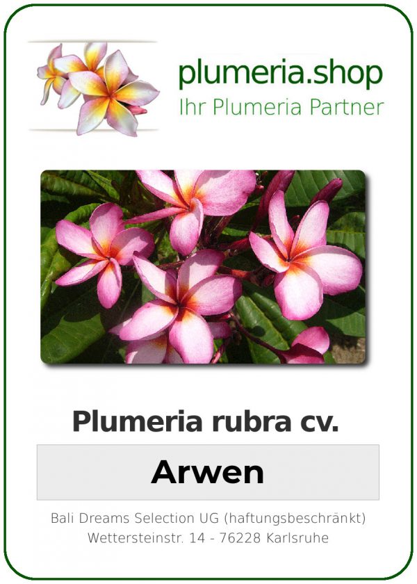 Plumeria rubra "Arwen"