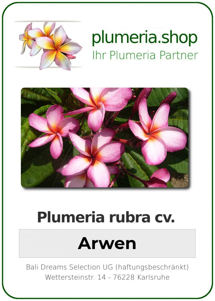 Plumeria rubra cv. "Arwen" - unbewurzelter Steckling