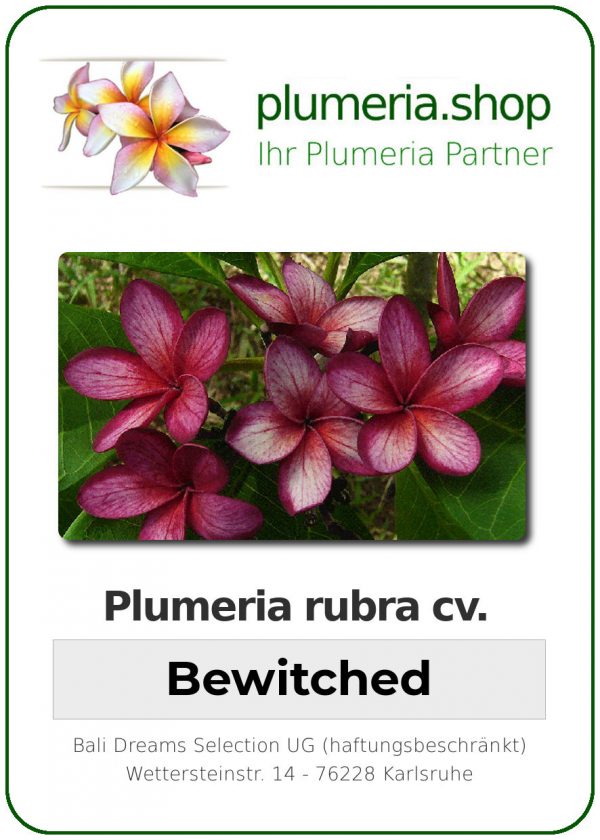 Plumeria rubra &quot;Bewitched&quot;