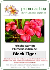 Plumeria rubra &quot;Tigre noir