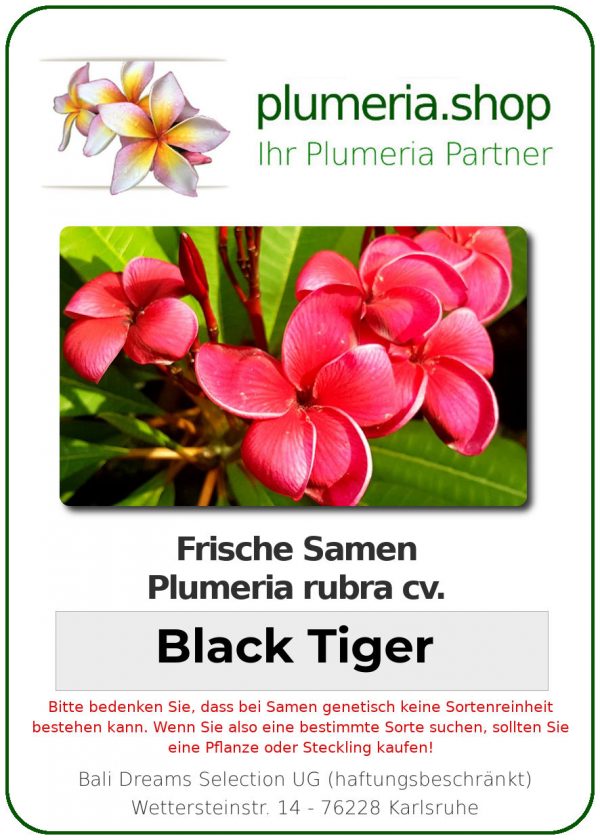 Plumeria rubra "Black Tiger"