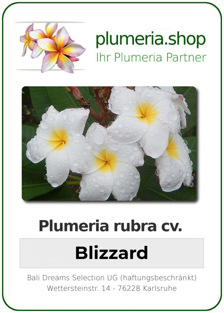 Plumeria rubra "Blizzard"
