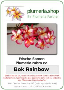 Plumeria rubra "Bok Rainbow"