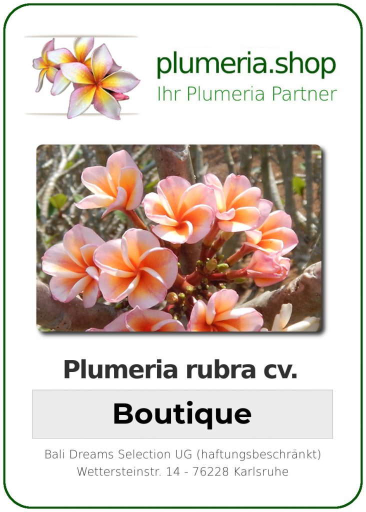 Plumeria rubra "Boutique" - 26cm Topf