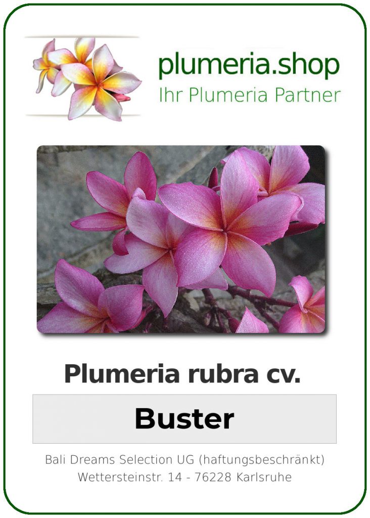 Plumeria rubra "Buster"