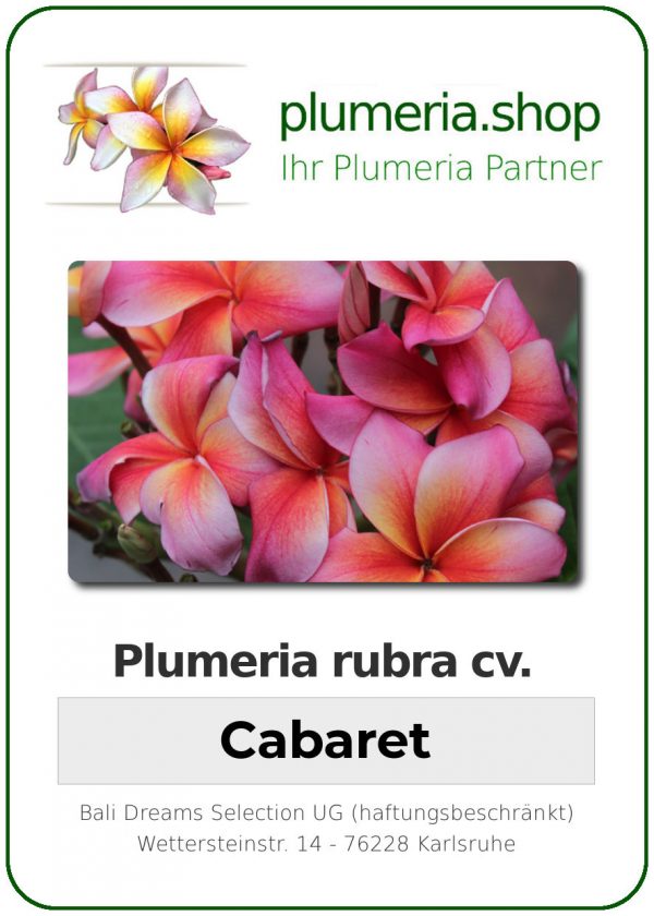 Plumeria rubra "Cabaret"