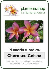 Plumeria rubra "Cherokee Geisha"