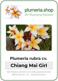 Plumeria rubra "Chiang Mai Girl"