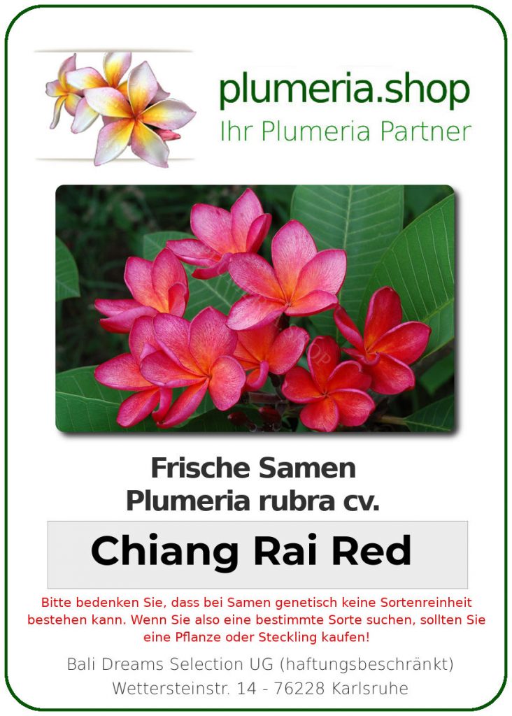 Plumeria rubra "Chiang Rai Red"