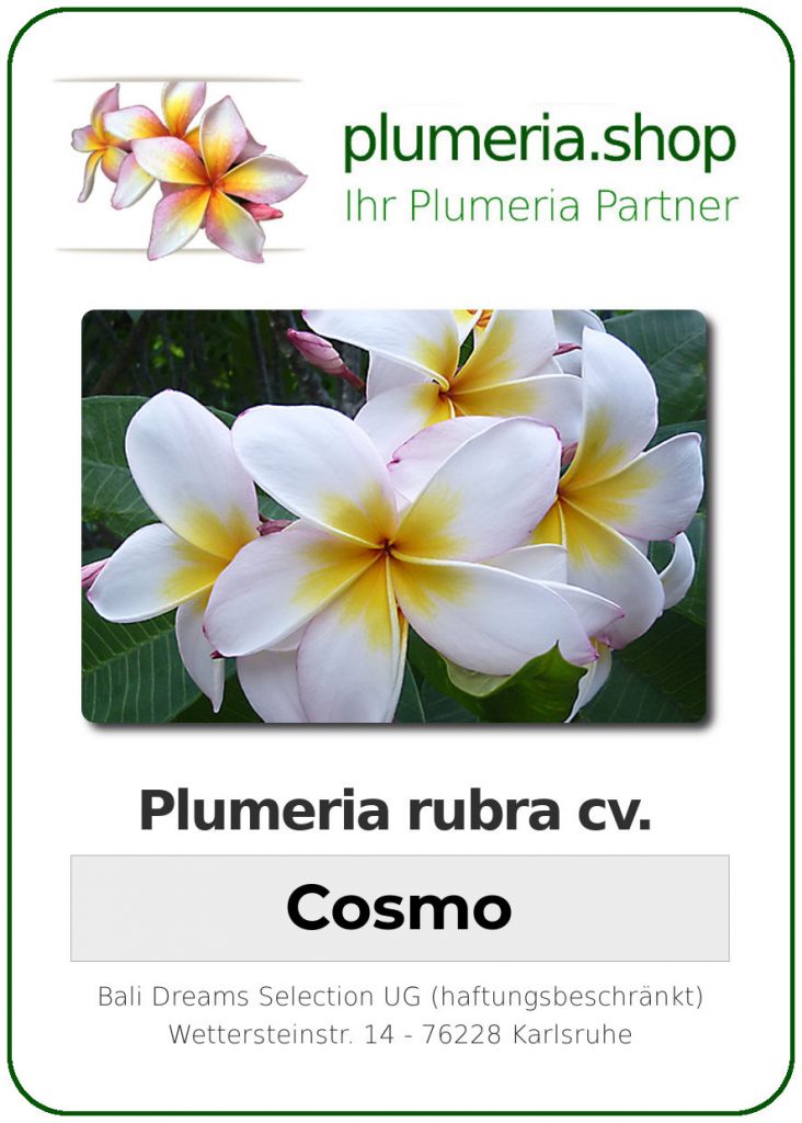Plumeria rubra "Cosmo"