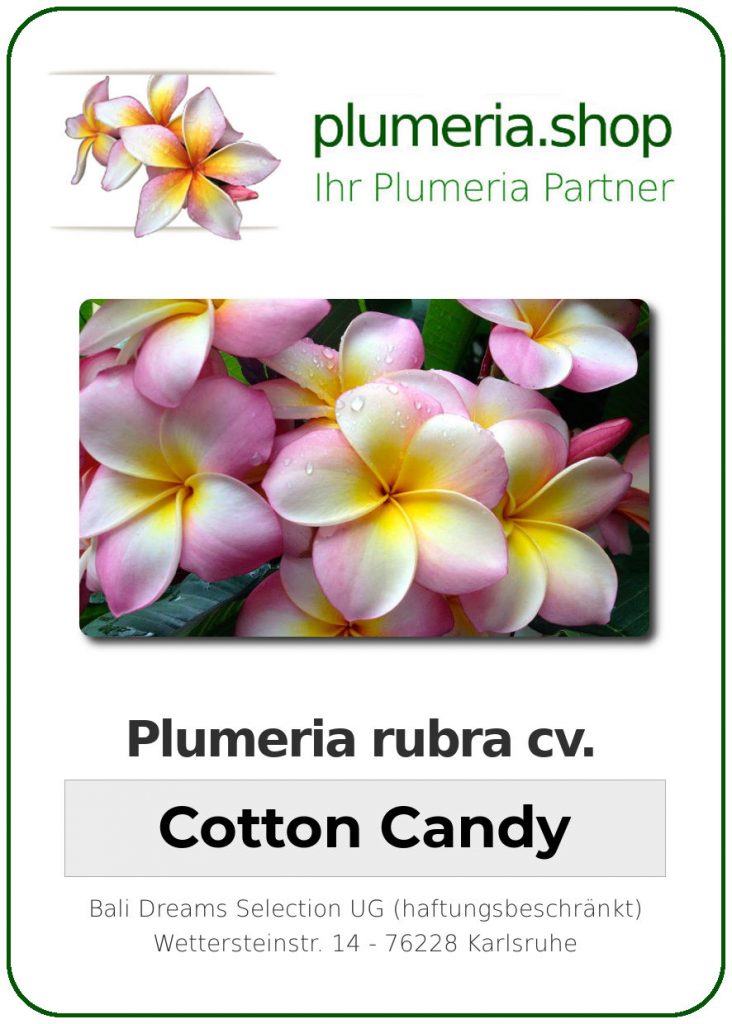 Plumeria rubra "Cotton Candy" aka Sharnas Rose