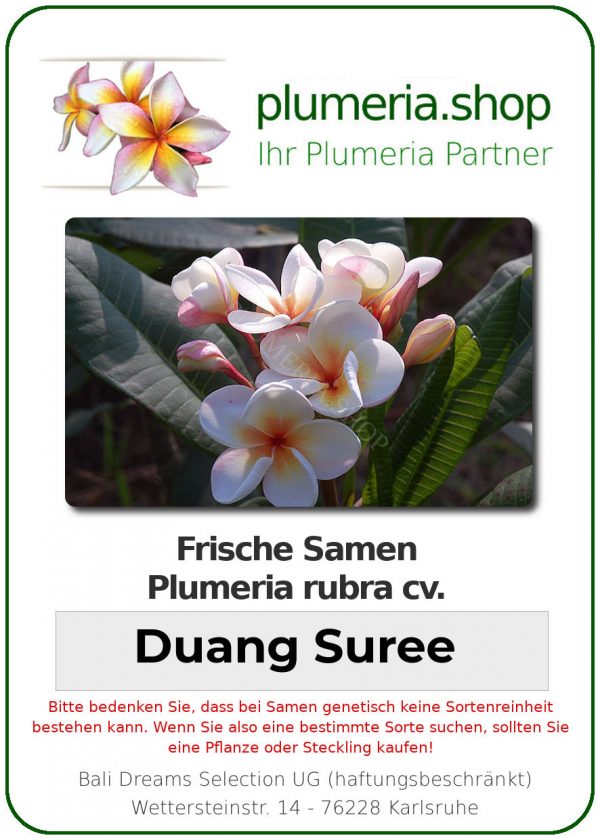 Plumeria rubra "Duang Suree"