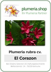 Plumeria rubra "El Corazon"