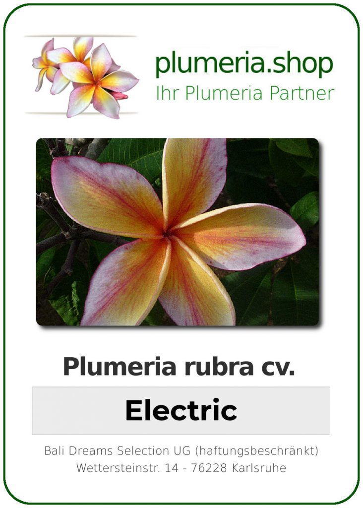 Plumeria rubra "Electric"
