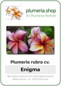 Plumeria rubra "Enigma"