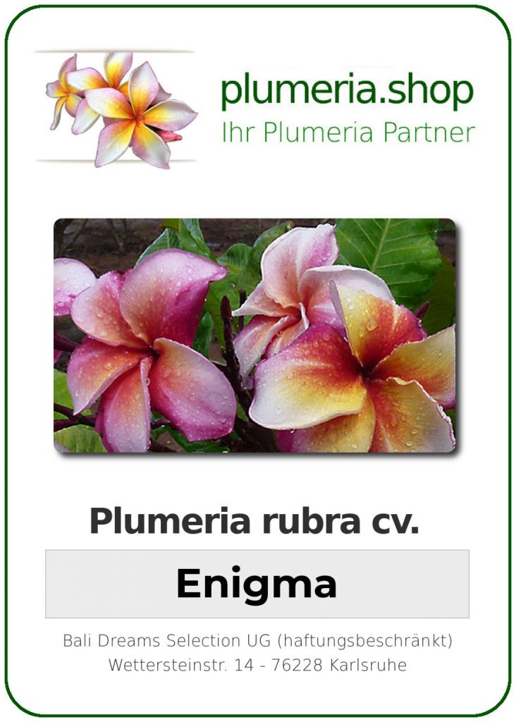 Plumeria rubra "Enigma" - wurzelnackt