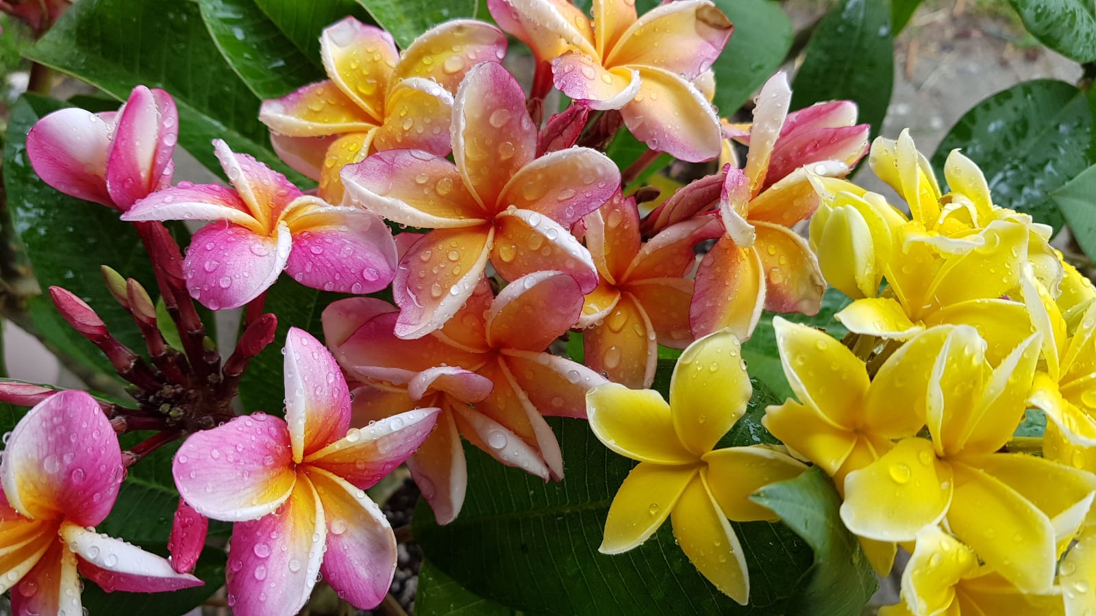 Fleurs de frangipanier