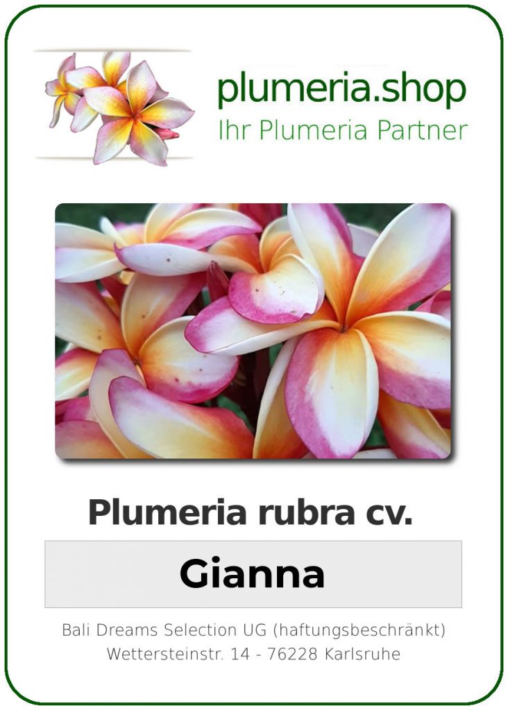 Plumeria rubra "Gianna"