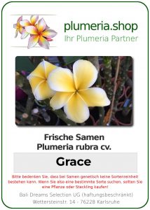 Plumeria rubra "Grace"