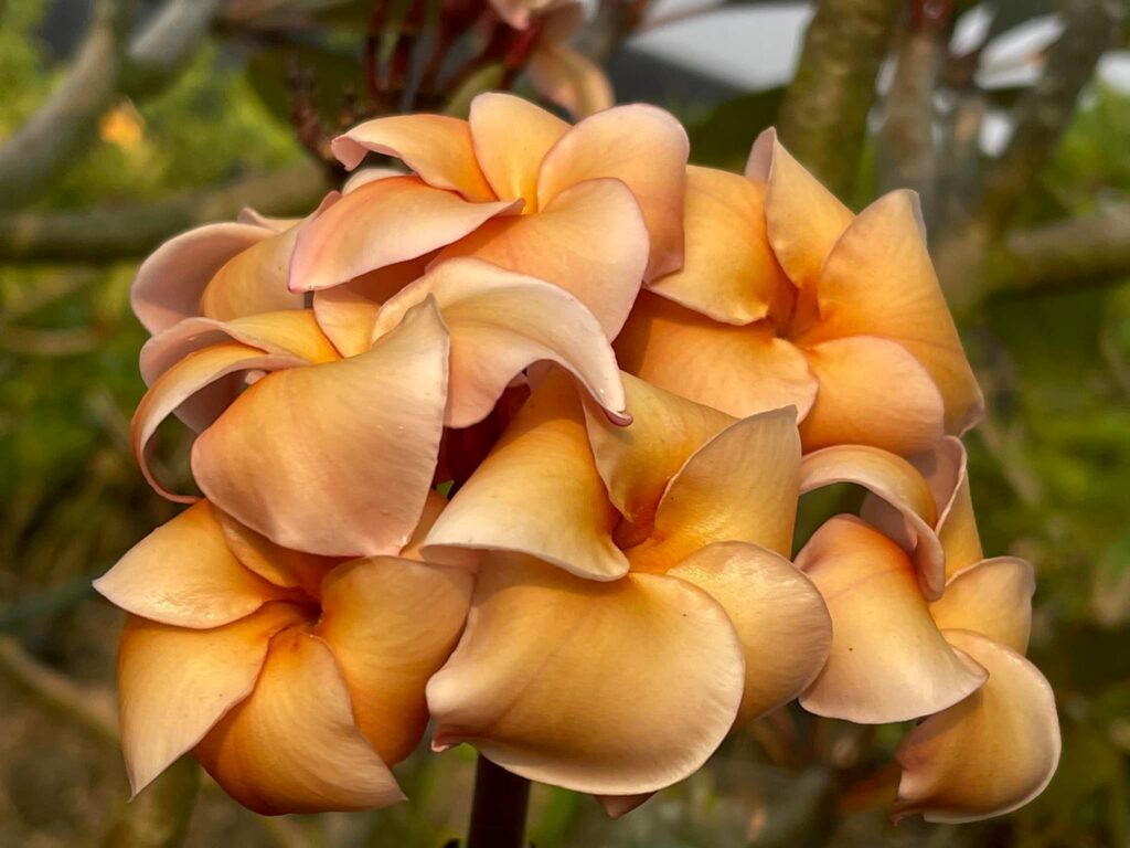 Plumeria rubra "Heirloom"