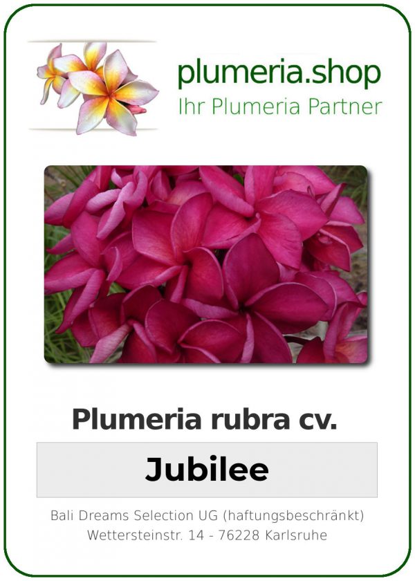 Plumeria rubra &quot;Jubilee