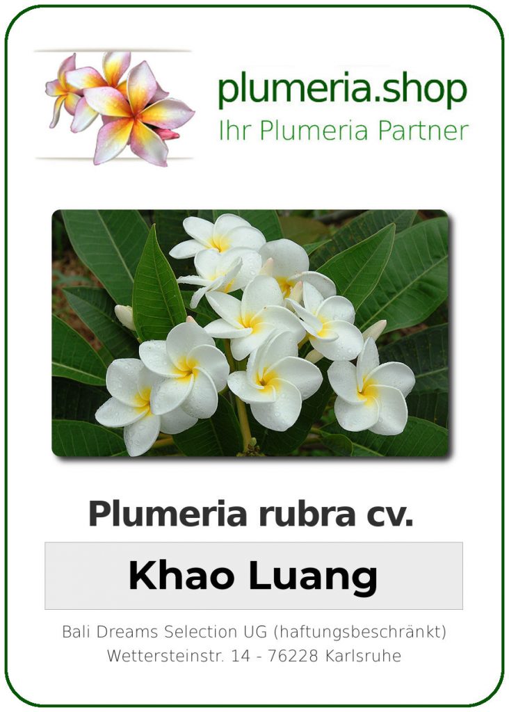 Plumeria rubra "Khao Luang"
