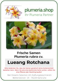 Plumeria rubra "Lueang Rotchana"