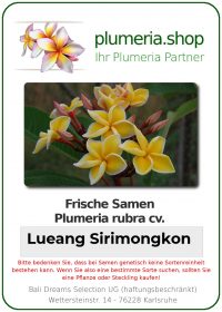 Plumeria rubra "Lueang Sirimongkon"