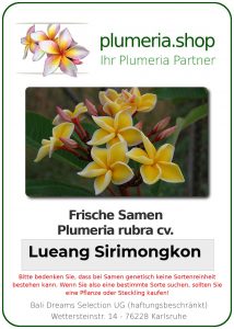 Plumeria rubra "Lueang Sirimongkon"