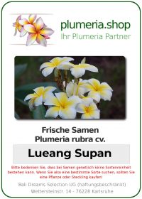 Plumeria rubra "Lueang Supan"