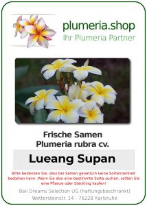 Plumeria rubra "Lueang Supan"