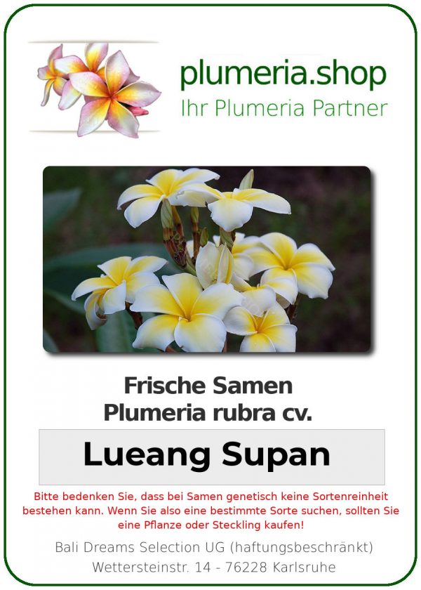 Plumeria rubra &quot;Lueang Supan