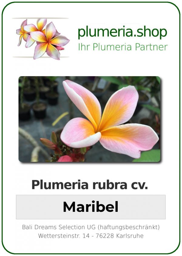 Plumeria rubra "Maribell"