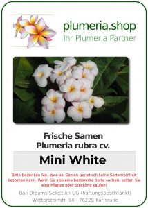 Plumeria rubra "Mini White"