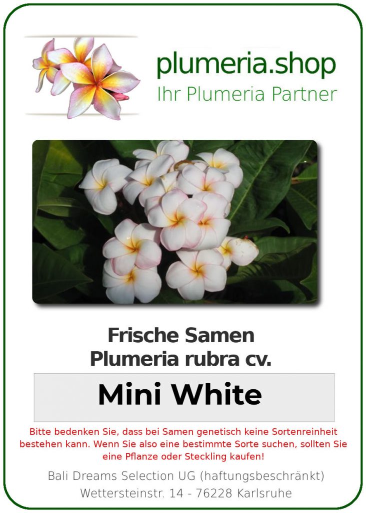 Plumeria rubra "Mini White"