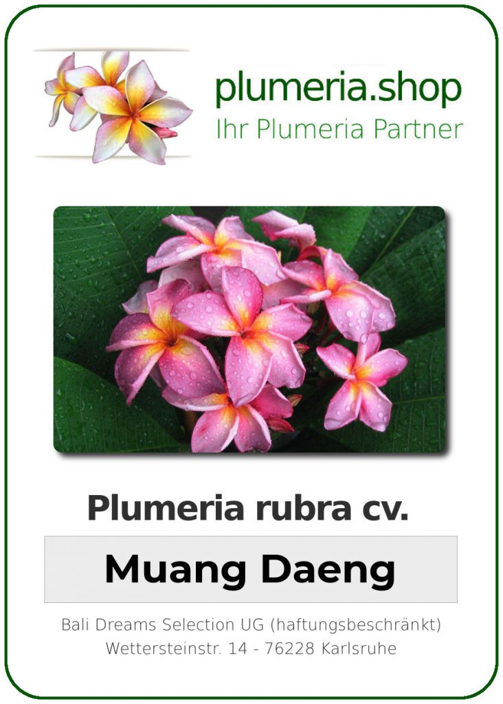 Plumeria rubra "Muang Daeng"