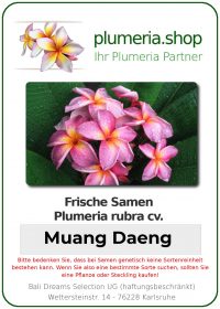Plumeria rubra "Muang Daeng"