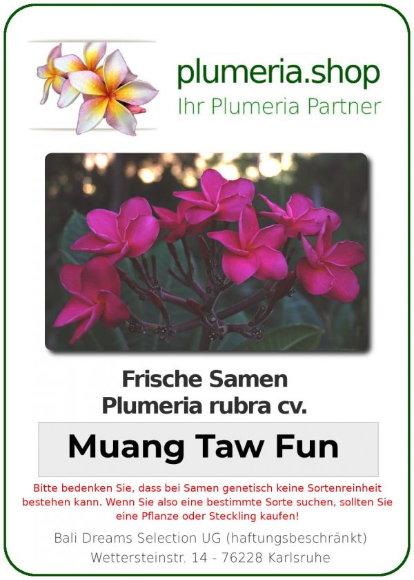 Plumeria rubra "Muang Taw Fun"
