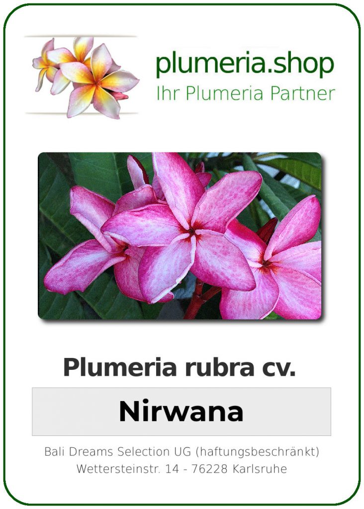 Plumeria rubra "Nirwana"