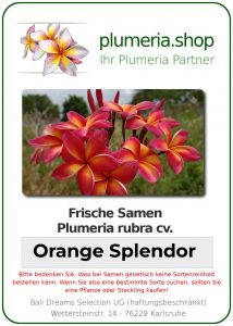 Plumeria rubra "Orange Splendour"