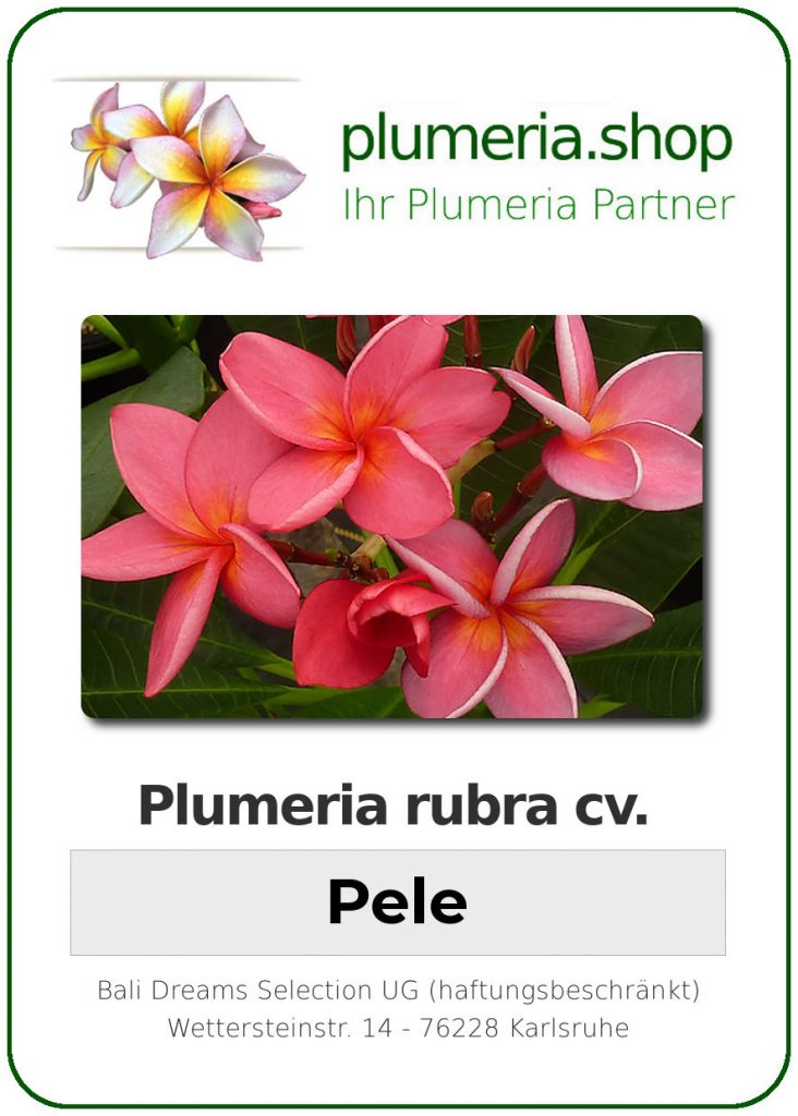 Plumeria rubra "Pele"