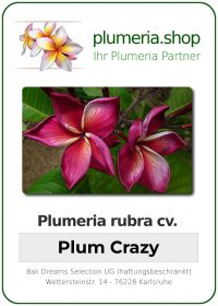 Plumeria rubra "Plum Crazy"