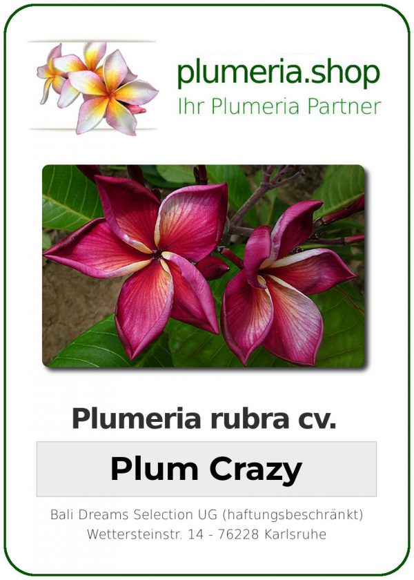 Plumeria rubra &quot;Plum Crazy