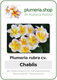 Plumeria rubra - "Chablis"