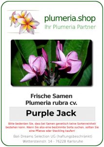Plumeria rubra "Purple Jack"
