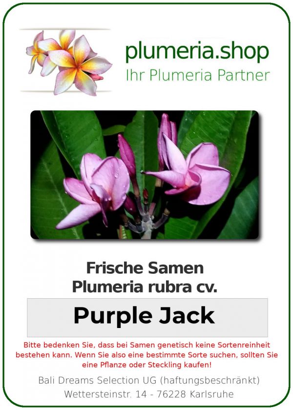 Plumeria rubra "Purple Jack"