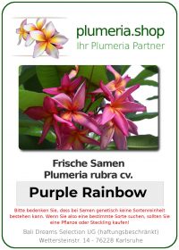 Plumeria rubra &quot;Purple Rainbow&quot; (arc-en-ciel pourpre)