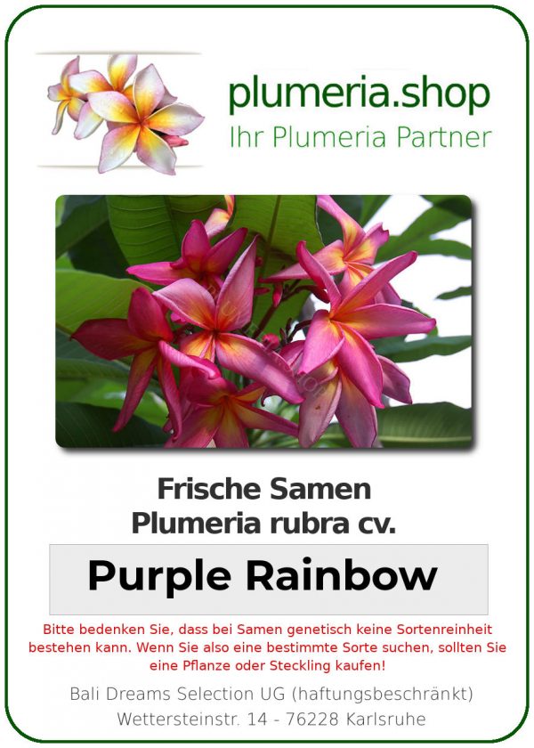 Plumeria rubra &quot;Purple Rainbow